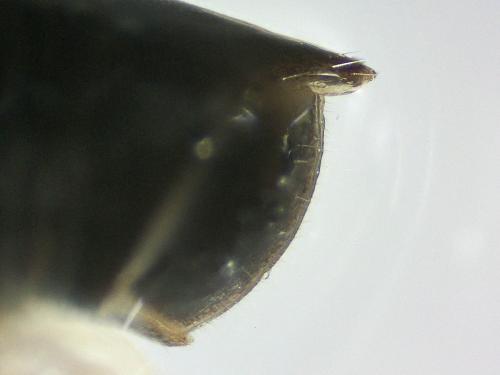 Réf. 337 378 : Tachypodoiulus niger